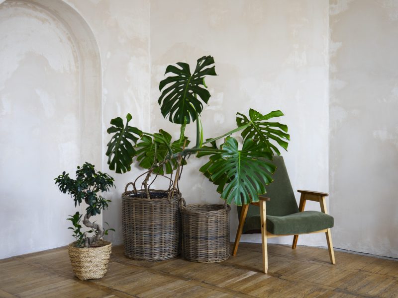 room-decor-with-potted-monstera-plant